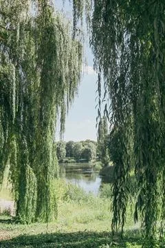 Weeping willow branches framed around calm lake in sunny summer park Stock Photos