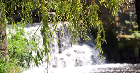 Weeping willow branches, in front of beautiful waterfall in a stream Stock Footage 134767355