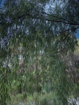 Weeping willow branches gently sway against a serene sky backdrop with moun.. Stock Photos