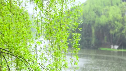 Weeping Willow Branches Glistening with Raindrops in Gentle Spring Rain Stock Footage 333044153