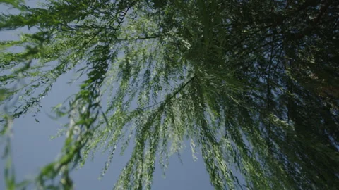 Weeping willow branches hang down and sway gently against a clear blue sky Stock Footage 336235860