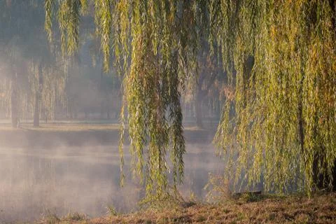 Weeping willow branches hang down over the water on the bank of the river Stock Photos