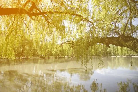 Weeping willow branches hang down over the water at the sunset time Stock Photos