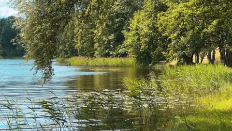 Weeping willow branches hanging over calm lake water with reeds and green trees. Vidéo 312099133