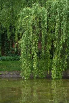 Weeping willow branches hanging over park pond with water reflection 스톡 사진