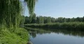 Weeping willow branches moving in the wind beside river in green grassland 4k or 4k+ Resolution