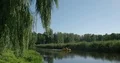 Weeping willow branches moving in the wind beside river in green grassland 4k or 4k+ Resolution