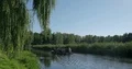 Weeping willow branches moving in the wind beside river with boat tour 4k or 4k+ Resolution