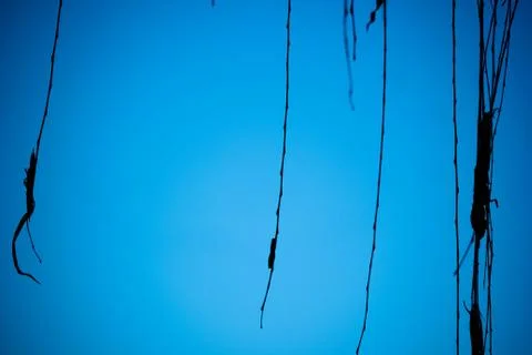 Weeping Willow Branches Stock Photos