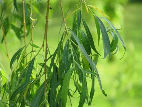 Weeping willow branches Stock Photos