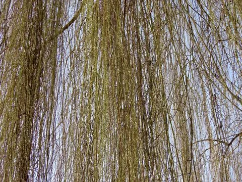 Weeping willow branches Stock Photos