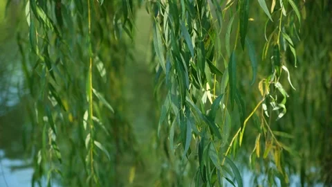 Weeping willow branches on pond background in early autumn close-up in the wind. Video stock 252259016