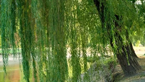 Weeping willow branches on pond background in early autumn close-up in the wind. Video stock 252424655