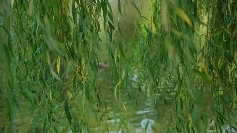 Weeping willow branches on pond background in early autumn close-up in the wind. Video stock 252424841