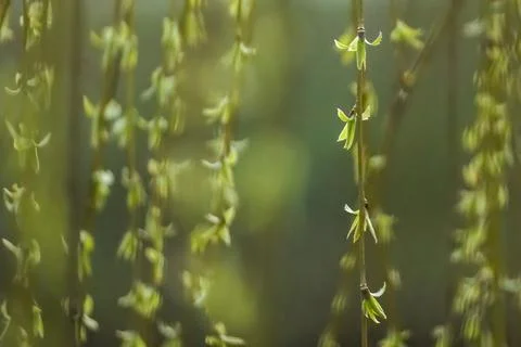 Weeping willow branches with springtime blooming green buds, blurred background Stock Photos