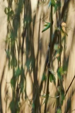 Weeping willow branches with springtime blooming green buds, blurred background Stock Photos