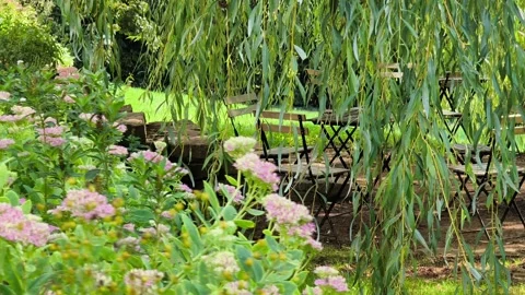 Weeping willow branches swaying in front of Villa Tugendhat garden seating Stock Footage 345711593