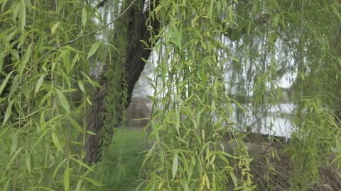 Weeping willow branches swaying in the gentle breeze at fimon lake Stock Footage 307425528