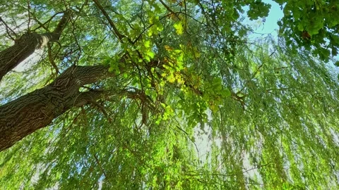 Weeping willow branches swaying gently in summer wind Vídeos de archivo 318076702