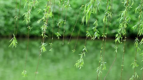 Weeping Willow Branches Swaying Gently Over a Tranquil Water Surface 스톡 동영상 341875011