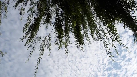 Weeping Willow Branches Swaying Gently Against A Cloudy Blue Sky In Summer Stock Footage 342029019