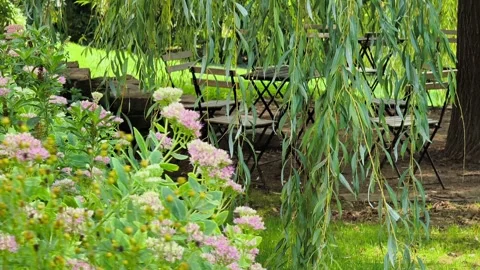 Weeping willow branches swaying over outdoor garden seating with pink flowers Stock Footage 345743633