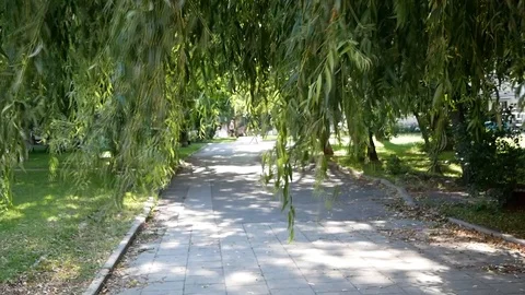 Weeping willow branches swaying in the wind in the parc Stock-Footage 121760241