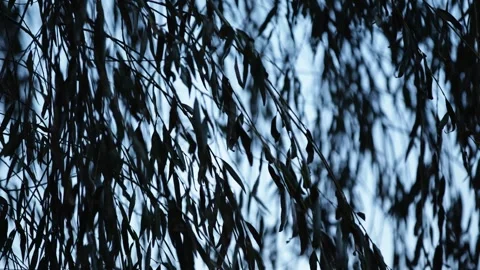 Weeping Willow Branches Swaying in Wind - Dark Blue Twilight Nature Background Stock Footage 323048682
