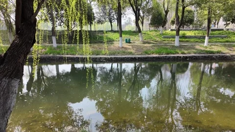 Weeping Willow Branches Swaying in the Wind over a Calm River Video stock 331576771
