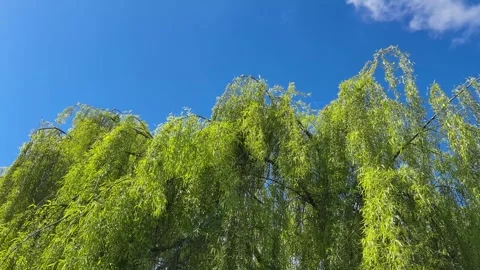 Weeping willow branches from the top of the tree on blue sky Stock Footage 301118717