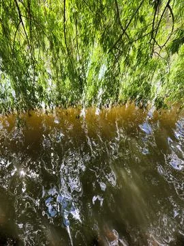 Weeping willow branches. Willow branches hang over a pond Stock Photos