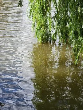 Weeping willow branches. Willow branches hang over a pond Stock Photos