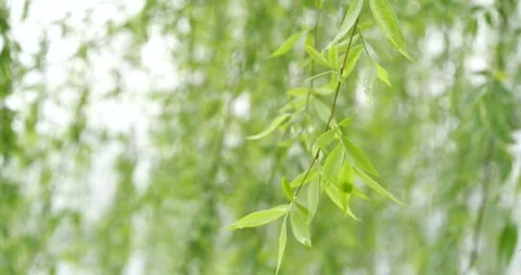 Weeping Willow Buds and Fresh Leaves Swaying in a Spring Breeze Stock-Footage 341873485