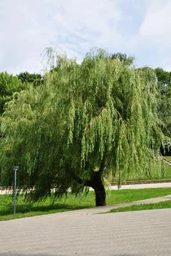 Weeping willow. Close-up of a willow tree in a town square. Stock Photos
