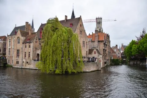 Weeping Willow corner Stock Photos