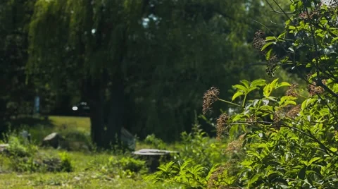 Weeping Willow at a Duck Pond Stock Footage 40974095