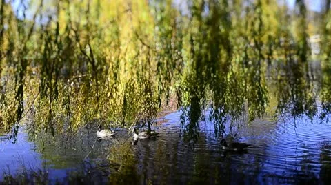 Weeping Willow &amp; ducks (Tilt/Shift) Stock Footage 12532109