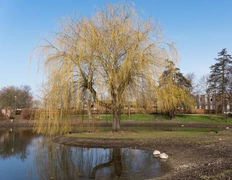 Weeping willow in early spring Stock Photos