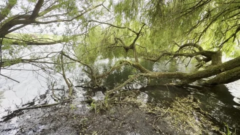Weeping willow foliage dipping into pond timelapse Vídeos de archivo 334760084