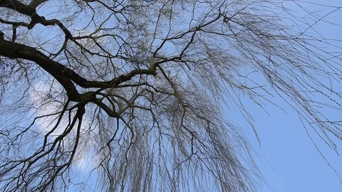 Weeping willow Stock Footage 73637730
