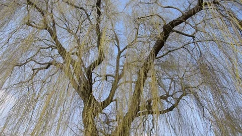 Weeping willow Stock Footage 73638201