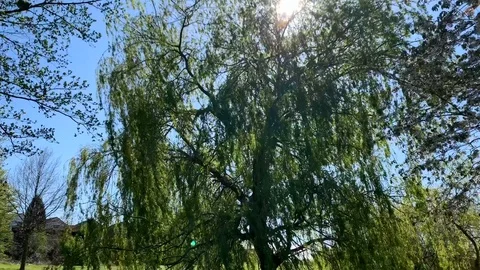 Weeping Willow Stock Footage 128759155