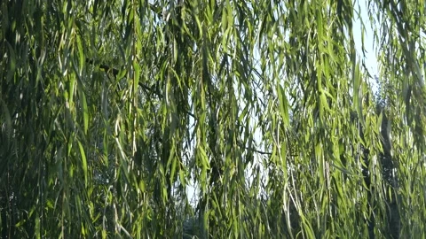  weeping willow Vidéo 141840524