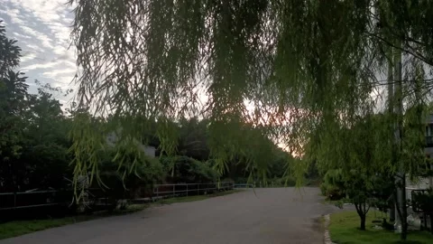 Weeping willow Vidéo 156179576