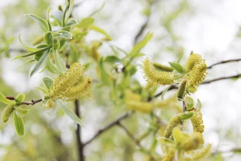 Weeping willow in the forest Stock Photos