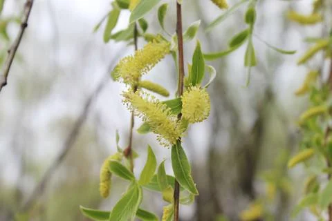 Weeping willow in the forest Stock Photos