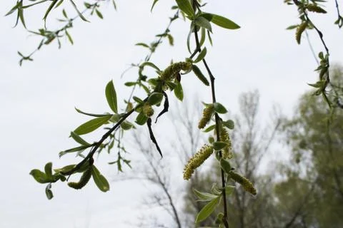 Weeping willow in the forest Stock Photos