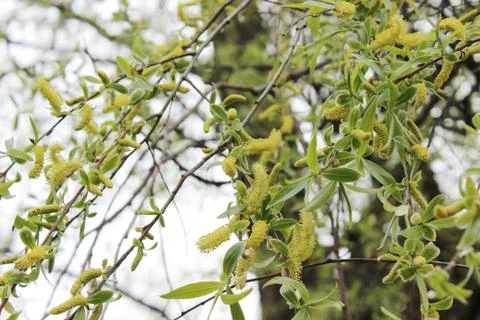 Weeping willow in the forest Stock Photos