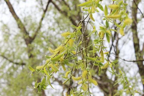 Weeping willow in the forest Stock Photos