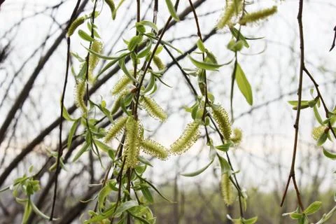 Weeping willow in the forest Stock Photos